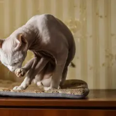 Un gatto senza pelo, un vero gatto che non perde pelo, si pulisce la zampa su un cuscino.
