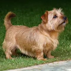 Un vivace norfolk terrier color miele, con la coda arricciata, guarda con attenzione il suo padrone in jeans.