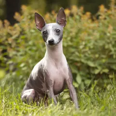 Un American Hairless Terrier, con la sua pelle grigia e maculata, siede sull'erba verde, con le orecchie dritte e attente.