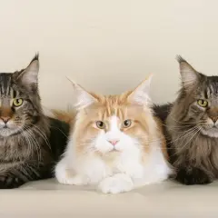 Tre maestosi Maine Coon, con occhi dorati e folti mantelli, sembrano posare per una tabella peso maine coon.
