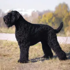Un maestoso terrier russo nero, con il pelo folto e riccio, posa fiero in un prato autunnale.