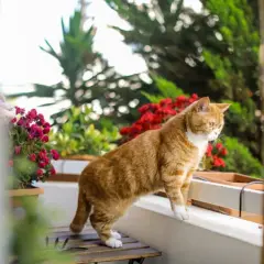 Gatto arancione su un balcone fiorito, un esempio di chiusura balconi per gatti fai da te sicura e accogliente.