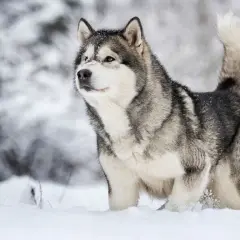 Alaskan Malamute dal carattere fiero, con folta pelliccia grigia e bianca, cammina nella neve.
