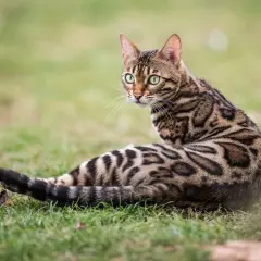 Gatto leopardato razza Bengal, con mantello maculato e occhi verdi brillanti, seduto sull'erba.