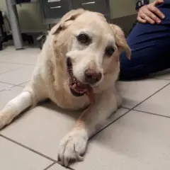 Cane con sindrome vestibolare, sdraiato a terra, con zampe fasciate. Un veterinario gli accarezza la testa.