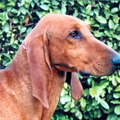 Un segugio cane dal pelo fulvo, con lunghe orecchie, guarda attentamente.