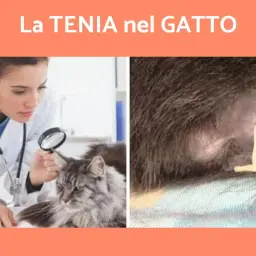 Veterinario esamina un gatto con lente d'ingrandimento. A destra, un parassita visibile. Impara come capire se il gatto ha i vermi.