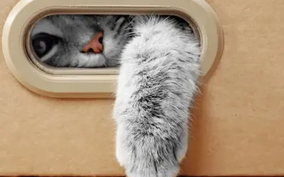 Un occhio curioso e una soffice zampa gatto spuntano da una scatola.