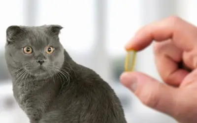 Un gatto grigio guarda con curiosità una capsula gialla tenuta da una mano. Potrebbe essere un antidolorifico per gatti.