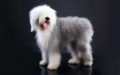 Un Bobtail dal pelo lungo e folto, con la lingua fuori, posa su sfondo scuro.