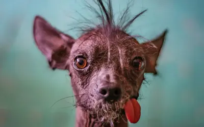 Un cane senza pelo, forse la prima razza di cane al mondo, con la lingua fuori e un ciuffo ribelle.