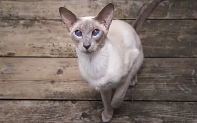 Un elegante gatto orientale con occhi blu intenso guarda verso l'alto, seduto su assi di legno grezzo.