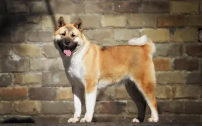 Un maestoso akita americano gigante, con il pelo fulvo e bianco, sorride con la lingua fuori, appoggiato su un muretto davanti a un muro di mattoni.