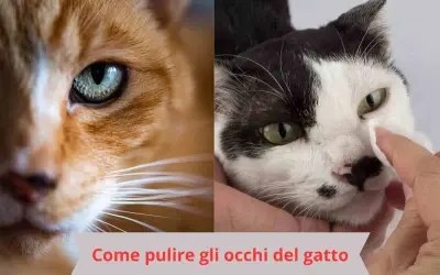 Due gatti, uno arancione e uno bianco e nero. Una mano pulisce delicatamente l'occhio del gatto bianco e nero. Impara come pulire gli occhi del gatto.