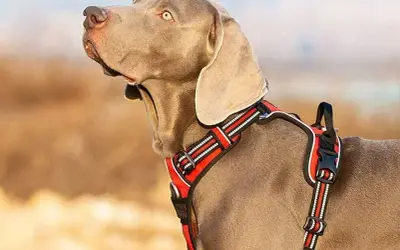 Cane Weimaraner con pettorina rossa, ideale per passeggiate sicure. Meglio collare o pettorina? La pettorina offre più comfort e controllo.