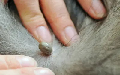 Dita che afferrano una zecca sul pelo di un cane. Guida su come togliere una zecca al cane in sicurezza.
