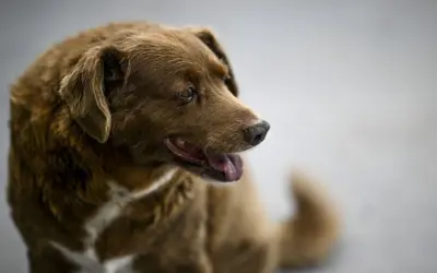 Un cane marrone con un'espressione saggia, forse il cane più vecchio del mondo, guarda con attenzione.