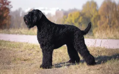 Un maestoso terrier russo nero, con il pelo folto e riccio, posa fiero in un prato autunnale.