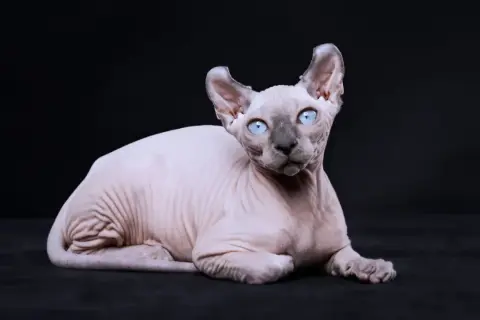 Un affascinante gatto senza pelo con occhi azzurri penetranti, sdraiato su uno sfondo scuro. La sua pelle rosa pallido è segnata da rughe che raccontano una storia antica.