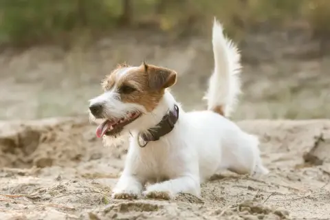 Un vivace jack russel bianco e marrone, con la lingua fuori, si riposa sulla sabbia in una giornata soleggiata.