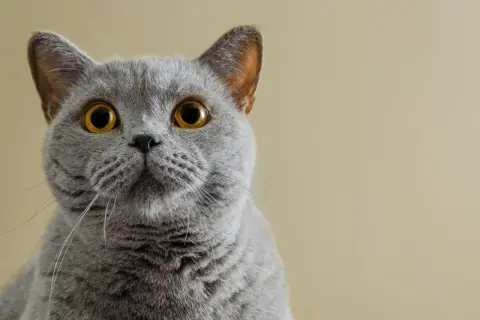 Un adorabile gatto certosino con occhi dorati e pelo grigio, che guarda intensamente verso l'obiettivo.