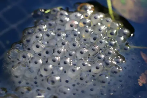 Morbide sfere trasparenti galleggiano sull'acqua: la rana depone le uova, promettendo nuova vita.