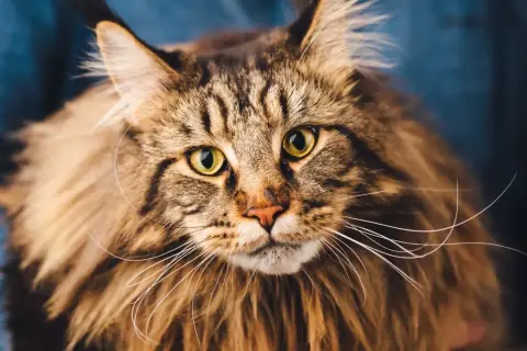 Primo piano di un maestoso Maine Coon con occhi verdi luminosi e folta pelliccia marrone tigrata.