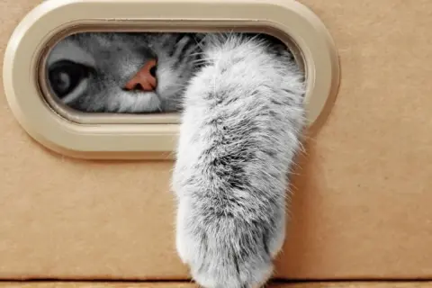 Un occhio curioso e una soffice zampa gatto spuntano da una scatola.