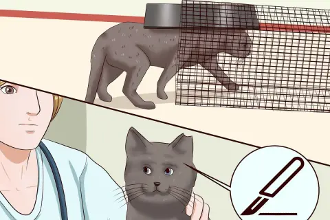 Gatto in trappola, poi un veterinario con un bisturi. Illustra come allontanare i gatti in modo sicuro e umano.