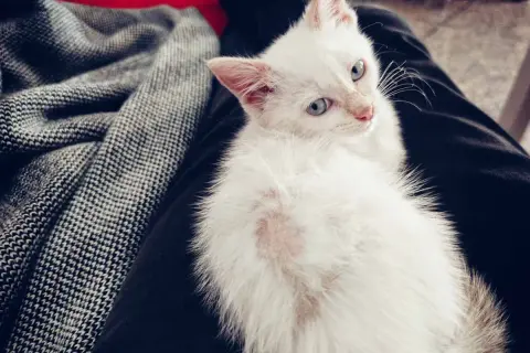 Un gatto bianco con macchie rosa sul pelo, forse un gatto perde pelo a chiazze, riposa su un tessuto scuro.