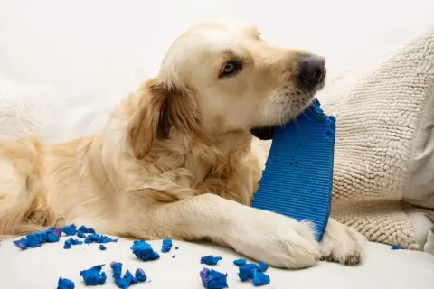 Un pica cane golden retriever gioca con un oggetto blu, lasciando pezzi ovunque.