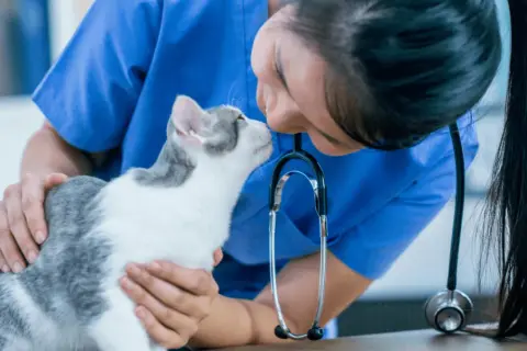 Veterinaria conforta un gatto punto da vespa, accarezzandolo dolcemente.