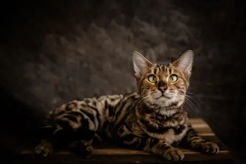 Un magnifico gatto bengala con occhi verdi luminosi, posa su un tavolino di legno. Il suo manto maculato risalta sullo sfondo scuro.