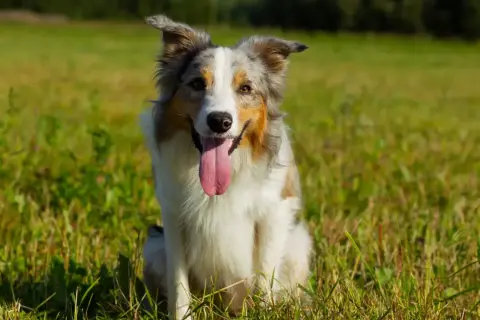 Un cane da pastore australiano, con la lingua fuori, seduto in un prato verde. Un vero forasacchi cane, pronto per giocare.