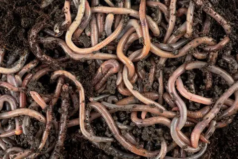 Un groviglio di lombrichi rosa e marroni si muove nel terreno umido, un'immagine ravvicinata della vita sotterranea.