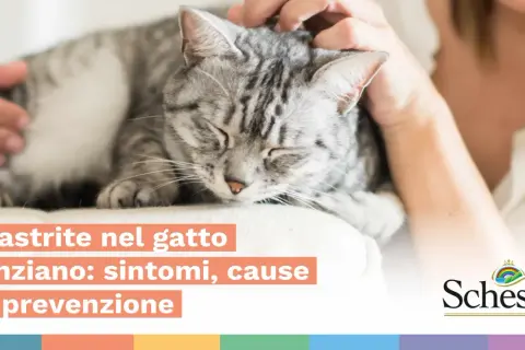 Gatto grigio accarezzato, con testo su gastrite nel gatto anziano: sintomi, cause e prevenzione.