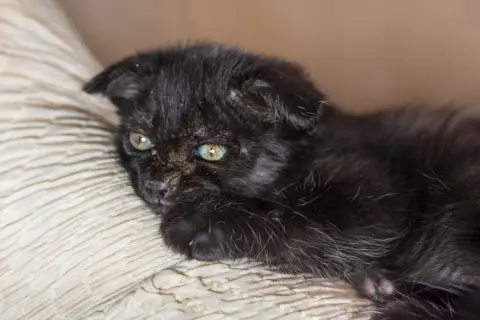 Dolce gattino nero con occhi verdi, forse affetto da tigna, riposa su un cuscino beige.