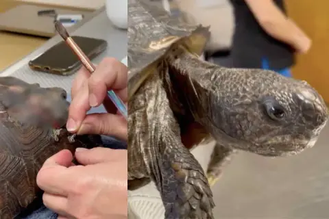Tartaruga con carapace che mostra segni di malattie, forse un fungo. Un veterinario esamina la zampa.