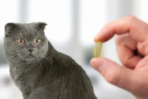 Un gatto grigio guarda con curiosità una capsula gialla tenuta da una mano. Potrebbe essere un antidolorifico per gatti.