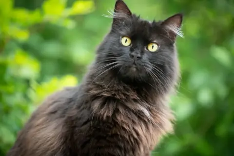 Gatto nero dal pelo lungo, con occhi gialli penetranti, sembra un elegante gatto chantilly tiffany in un giardino rigoglioso.
