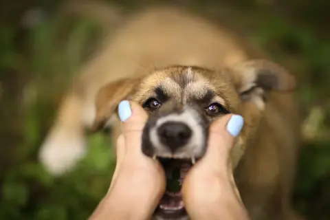 Cucciolo con bocca aperta, mani che lo accarezzano. Scopri come curare la rogna del cane con metodi naturali.
