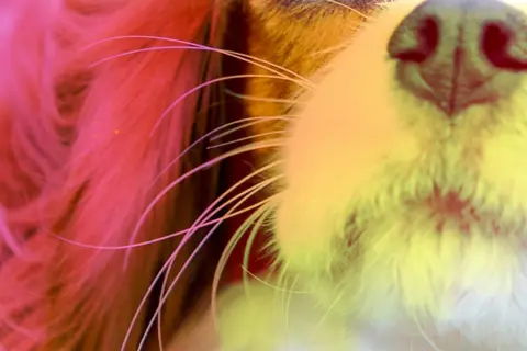 Primo piano del muso di un cane con vibrisse lunghe e sottili che si estendono dal naso umido.