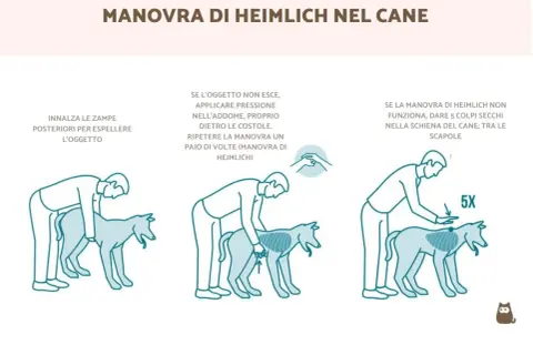 Illustrazione della manovra di Heimlich sul cane: sollevare le zampe posteriori, poi applicare pressione sull'addome o dare colpi tra le scapole.