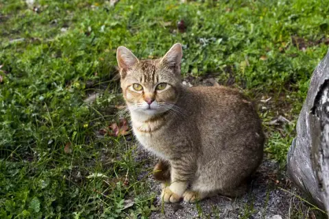 Un gatto tigre con striature dorate siede sull'erba, osservando con occhi attenti.