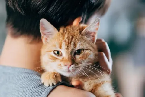 Un tenero gatto soriano arancione viene tenuto in braccio, con il suo musetto che guarda verso l'obiettivo.