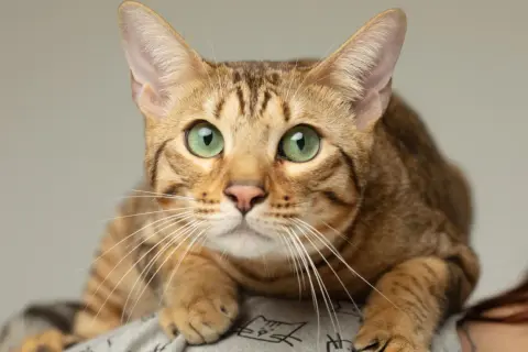 Un magnifico gatto Serengeti con occhi verdi smeraldo, posato su una spalla, con il suo manto maculato che si fonde con lo sfondo.
