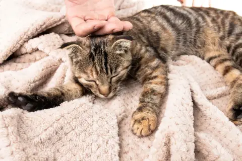 Un gatto tigrato dorme su una coperta morbida, accarezzato da una mano. Osservare il suo comportamento è fondamentale per capire se il gatto sta male.