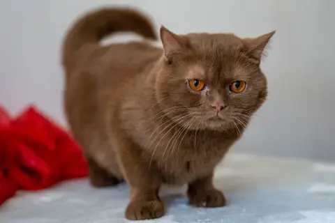 Un adorabile british shorthair marrone con occhi ambrati guarda intensamente, con un fiocco rosso sfocato sullo sfondo.