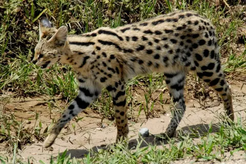 Un elegante serval gatto, con il suo mantello maculato e le zampe striate, cammina tra l'erba alta.