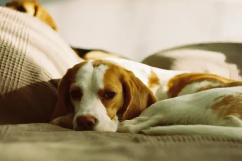 Un beagle sdraiato su un divano, con un'espressione un po' malinconica. Forse i cani hanno freddo di notte e cercano un posto caldo.